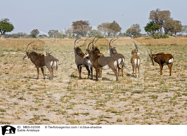 Sable Antelope / MBS-02006