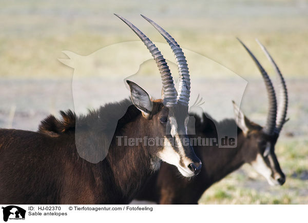 Rappenantilopen / Sable antelopes / HJ-02370