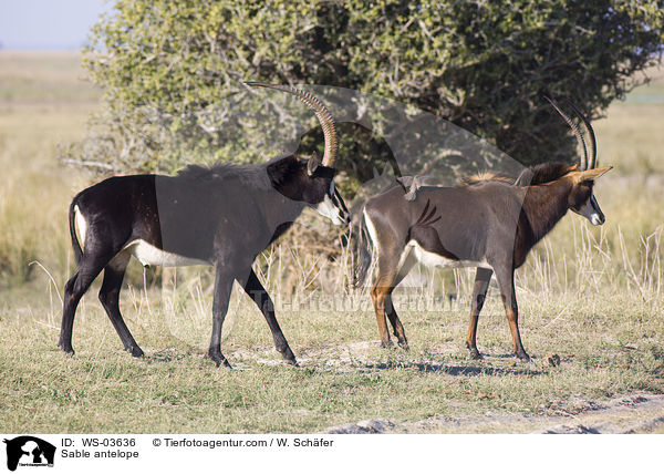 Rappenantilope / Sable antelope / WS-03636