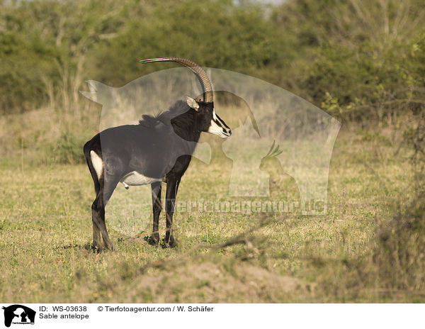 Rappenantilope / Sable antelope / WS-03638