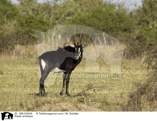 Sable antelope / WS-03639
