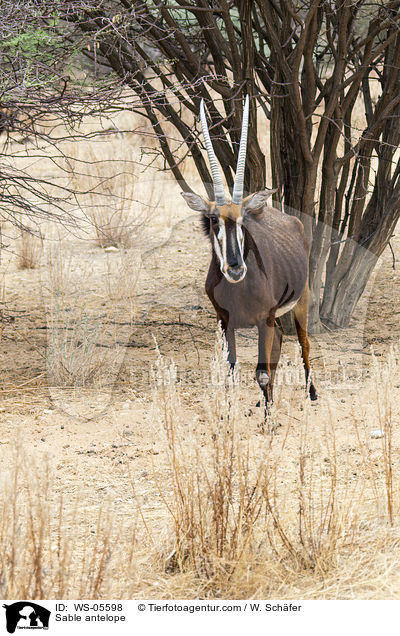 Rappenantilope / Sable antelope / WS-05598