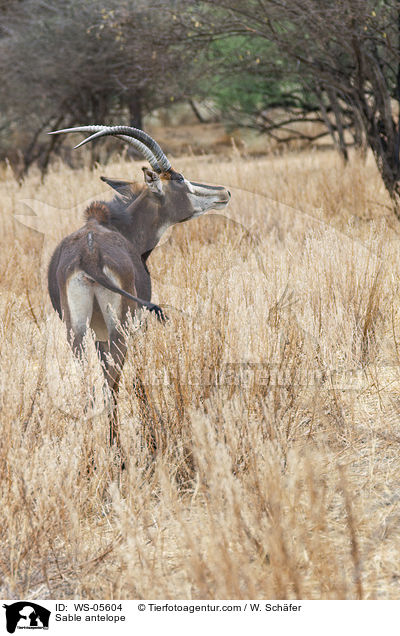 Rappenantilope / Sable antelope / WS-05604