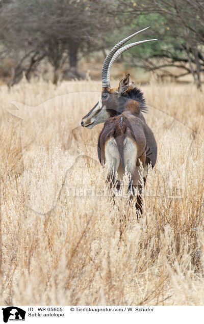 Sable antelope / WS-05605