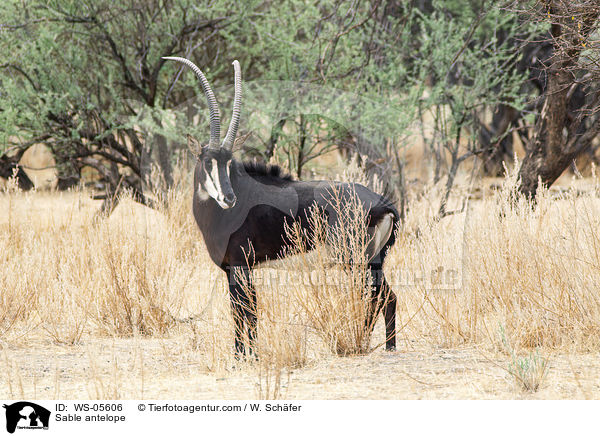Sable antelope / WS-05606