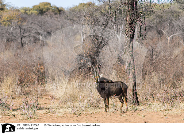 Rappenantilope / sable antelope / MBS-11241
