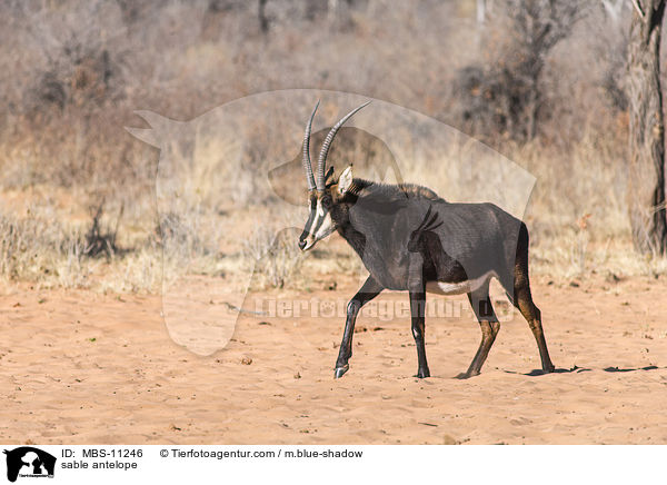 Rappenantilope / sable antelope / MBS-11246
