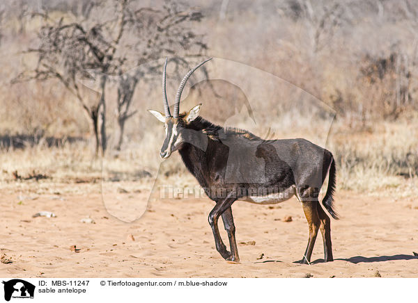 Rappenantilope / sable antelope / MBS-11247