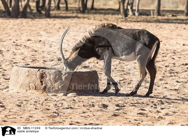 sable antelope / MBS-11249