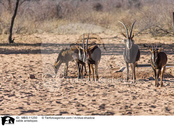 sable antelopes / MBS-11250