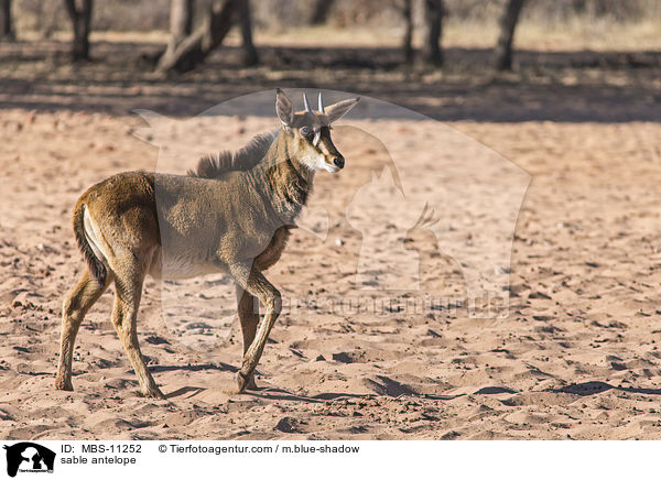 sable antelope / MBS-11252