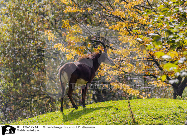 Rappenantilope / Sable antelope / PW-12714