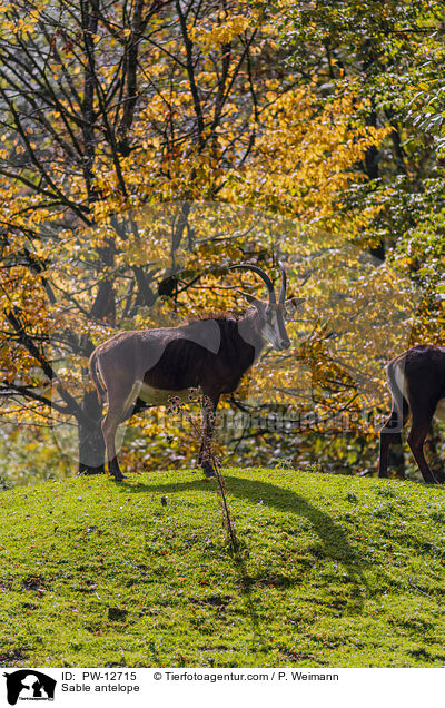 Sable antelope / PW-12715