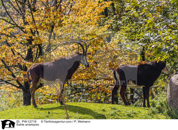 Sable antelopes / PW-12716