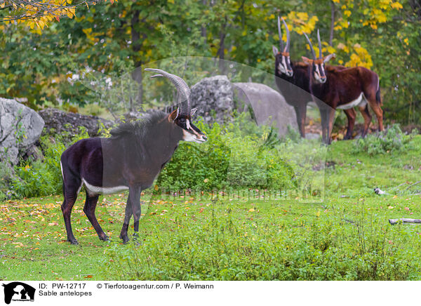 Sable antelopes / PW-12717