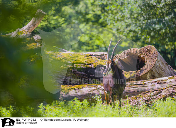 Rappenantilope / Sable antelope / PW-14982