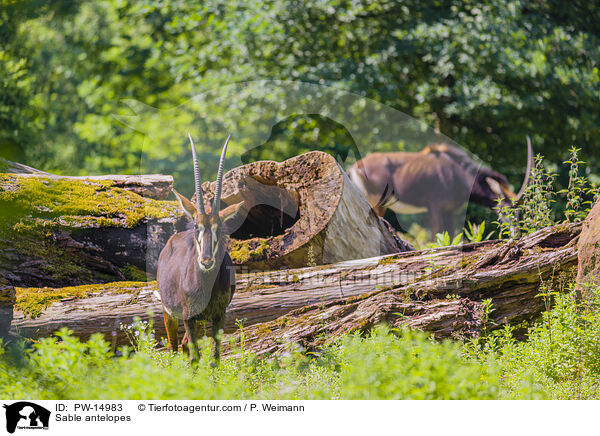 Sable antelopes / PW-14983