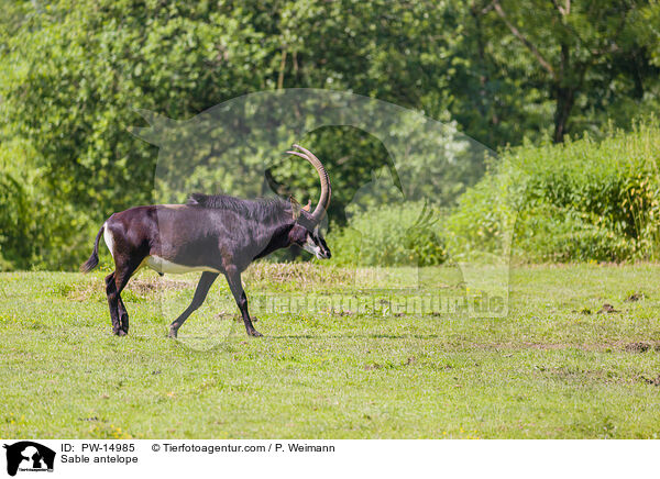 Sable antelope / PW-14985