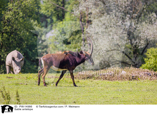 Rappenantilope / Sable antelope / PW-14986