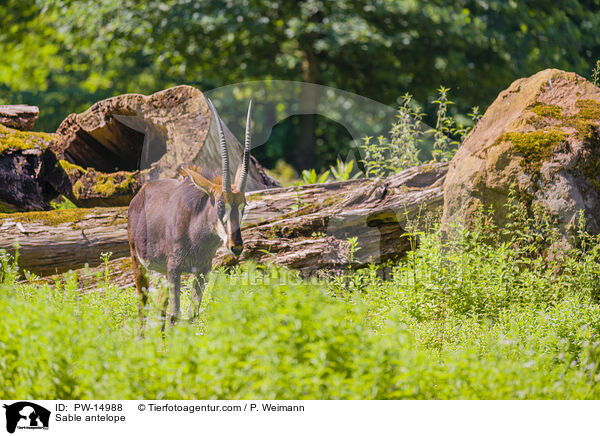 Rappenantilope / Sable antelope / PW-14988