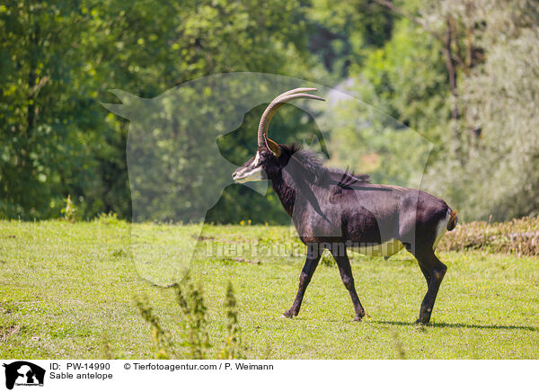 Sable antelope / PW-14990
