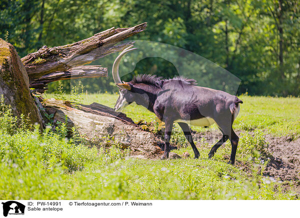 Rappenantilope / Sable antelope / PW-14991