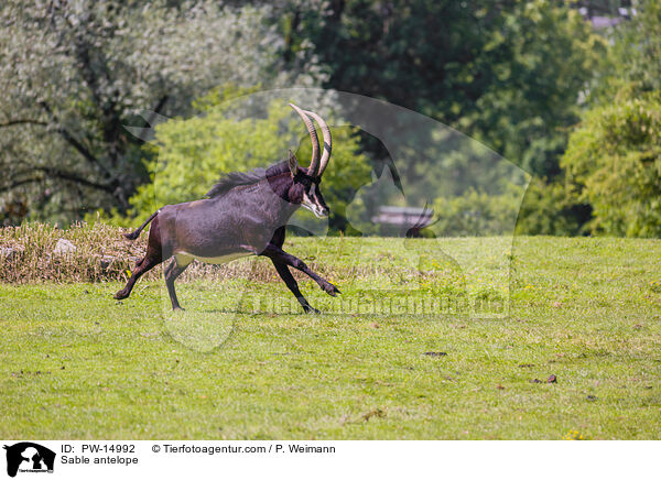 Rappenantilope / Sable antelope / PW-14992