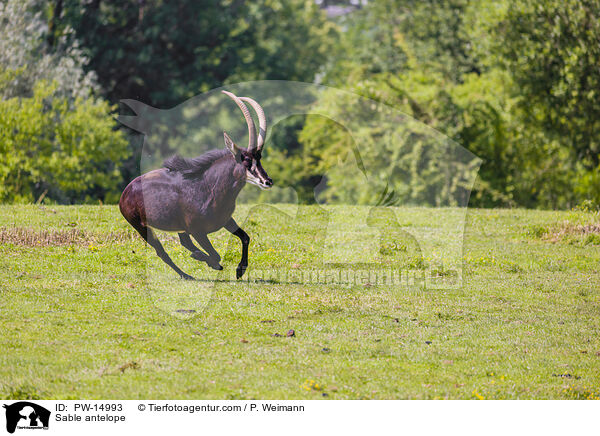 Sable antelope / PW-14993