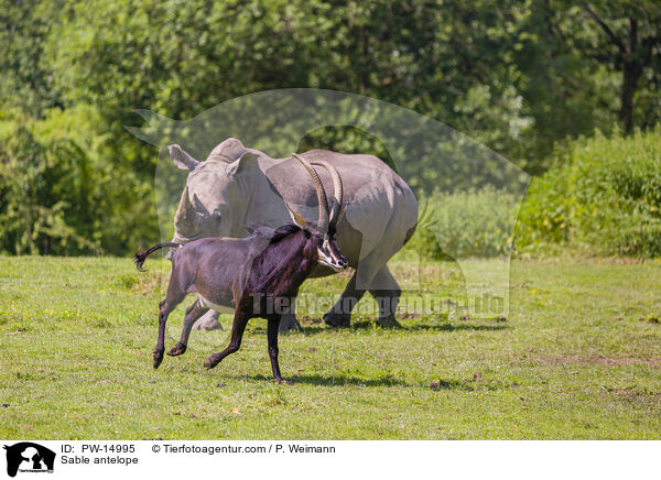 Rappenantilope / Sable antelope / PW-14995