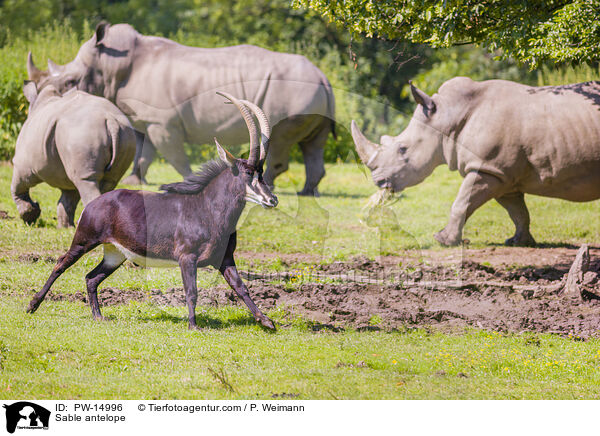 Sable antelope / PW-14996