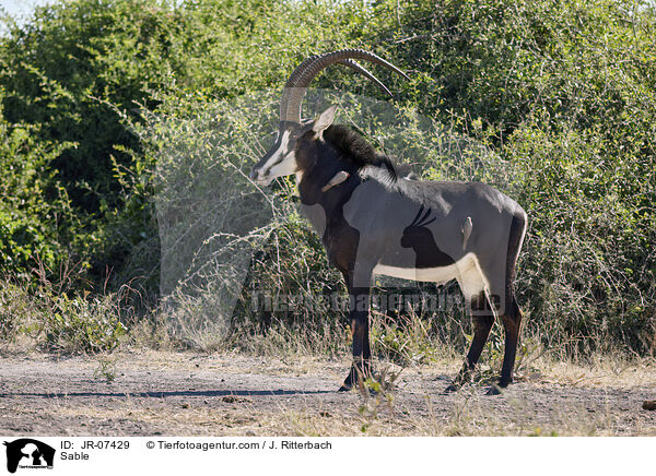 Rappenantilope / Sable / JR-07429