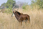 Sable Antelope