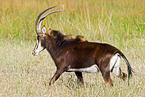 Sable Antelope