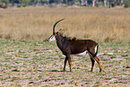 Sable Antelope