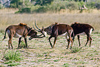 Sable Antelope