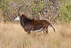 Sable Antelope