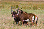 Sable Antelope