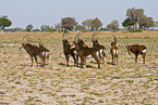 Sable Antelope