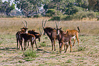 Sable Antelope