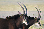 Sable antelopes