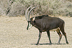 sable antelope