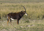 Sable antelope