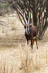 Sable antelope