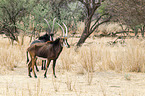 Sable antelope