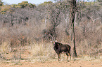 sable antelope