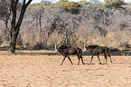 sable antelopes