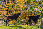 Sable antelopes