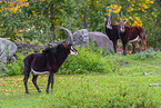 Sable antelopes