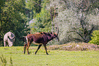 Sable antelope