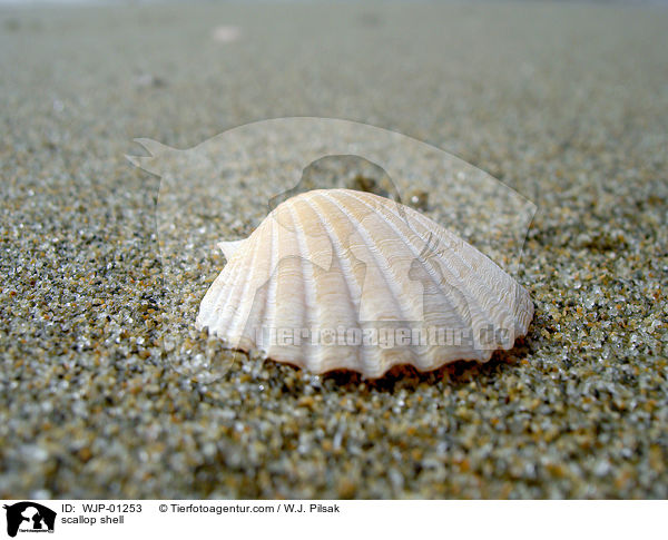 scallop shell / WJP-01253